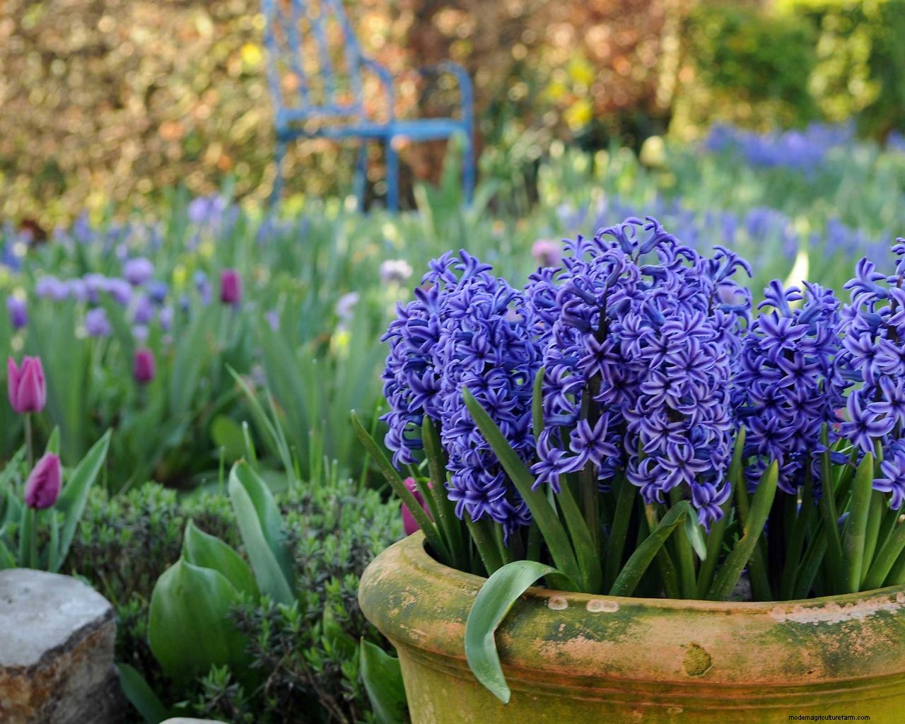How and when to plant hyacinth bulbs: easy tips for a gorgeous spring display