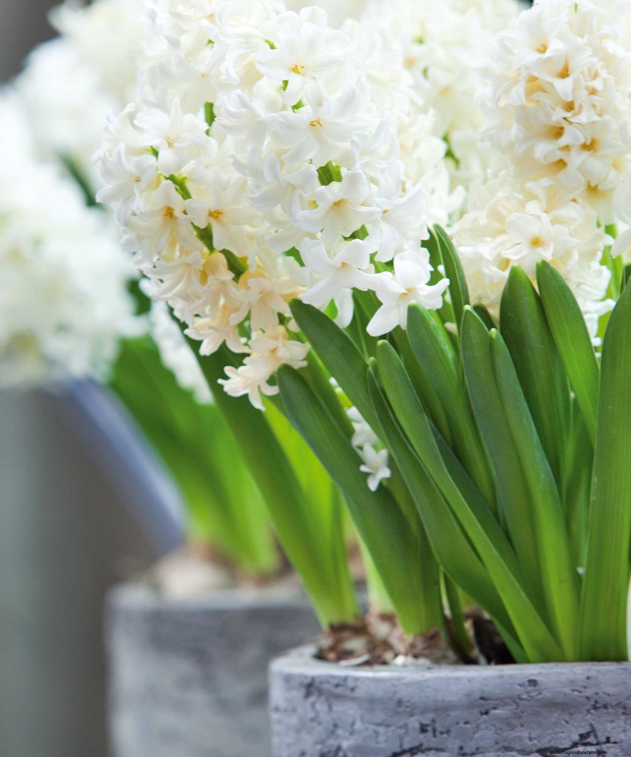 How and when to plant hyacinth bulbs: easy tips for a gorgeous spring display