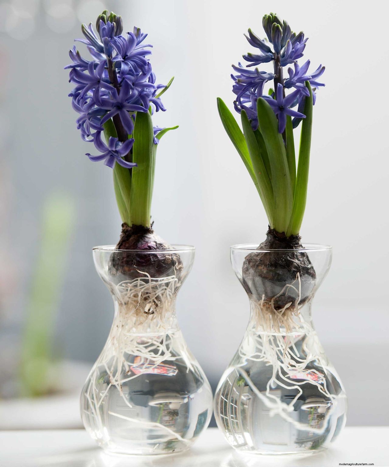 How and when to plant hyacinth bulbs: easy tips for a gorgeous spring display