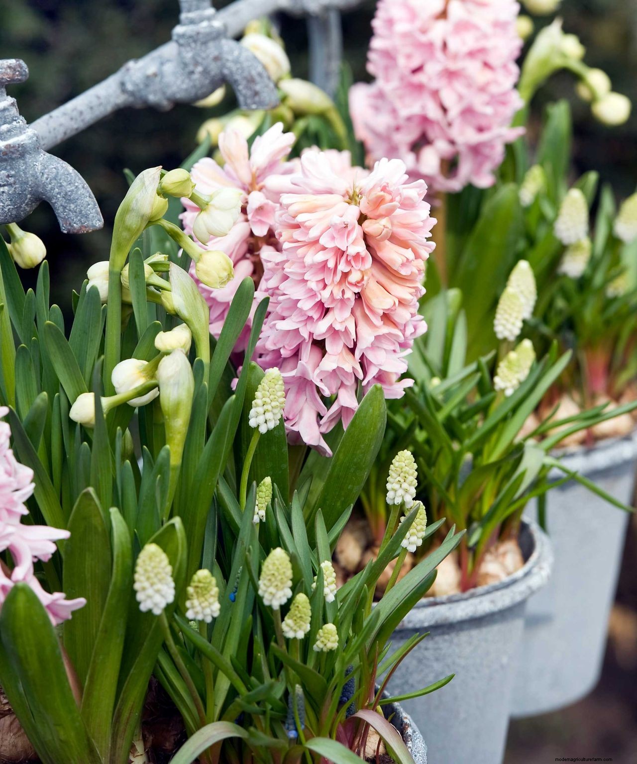 How and when to plant hyacinth bulbs: easy tips for a gorgeous spring display