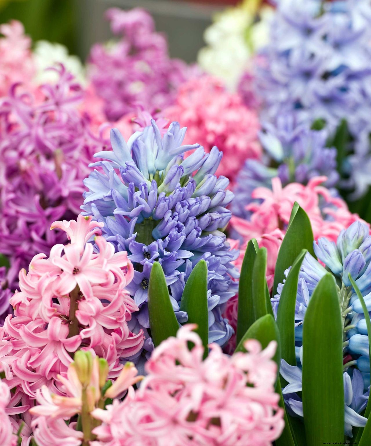 How and when to plant hyacinth bulbs: easy tips for a gorgeous spring display