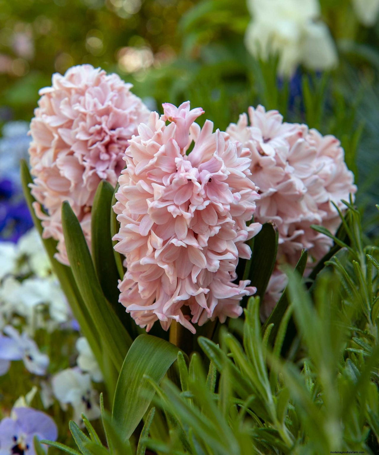 How and when to plant hyacinth bulbs: easy tips for a gorgeous spring display