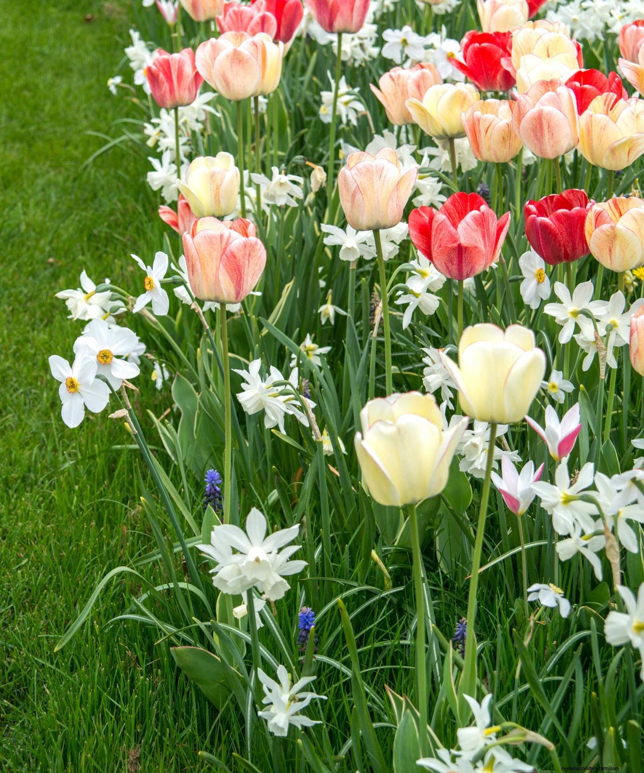 Planting bulbs for spring: a complete guide for a stunning display