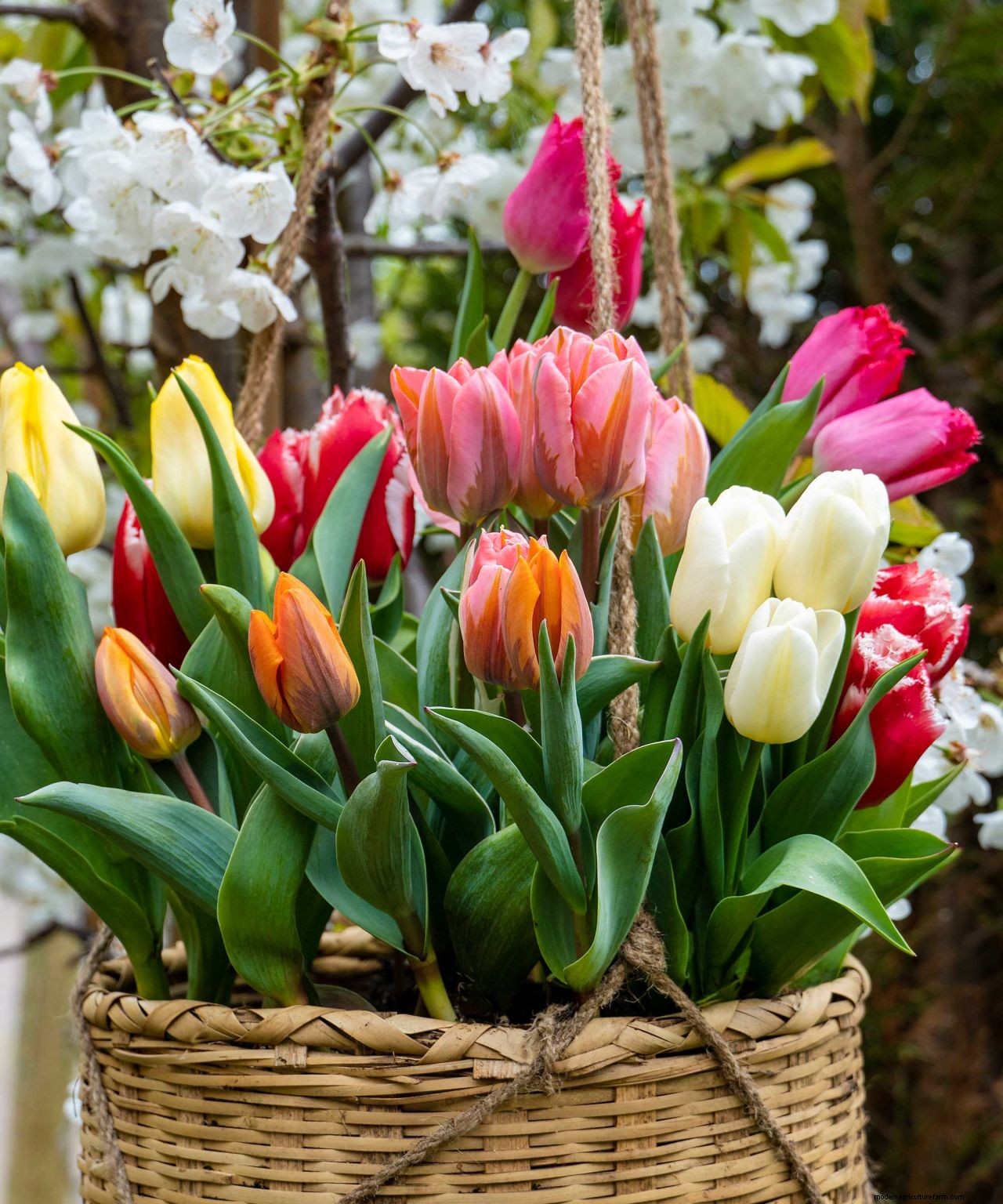 Planting bulbs for spring: a complete guide for a stunning display