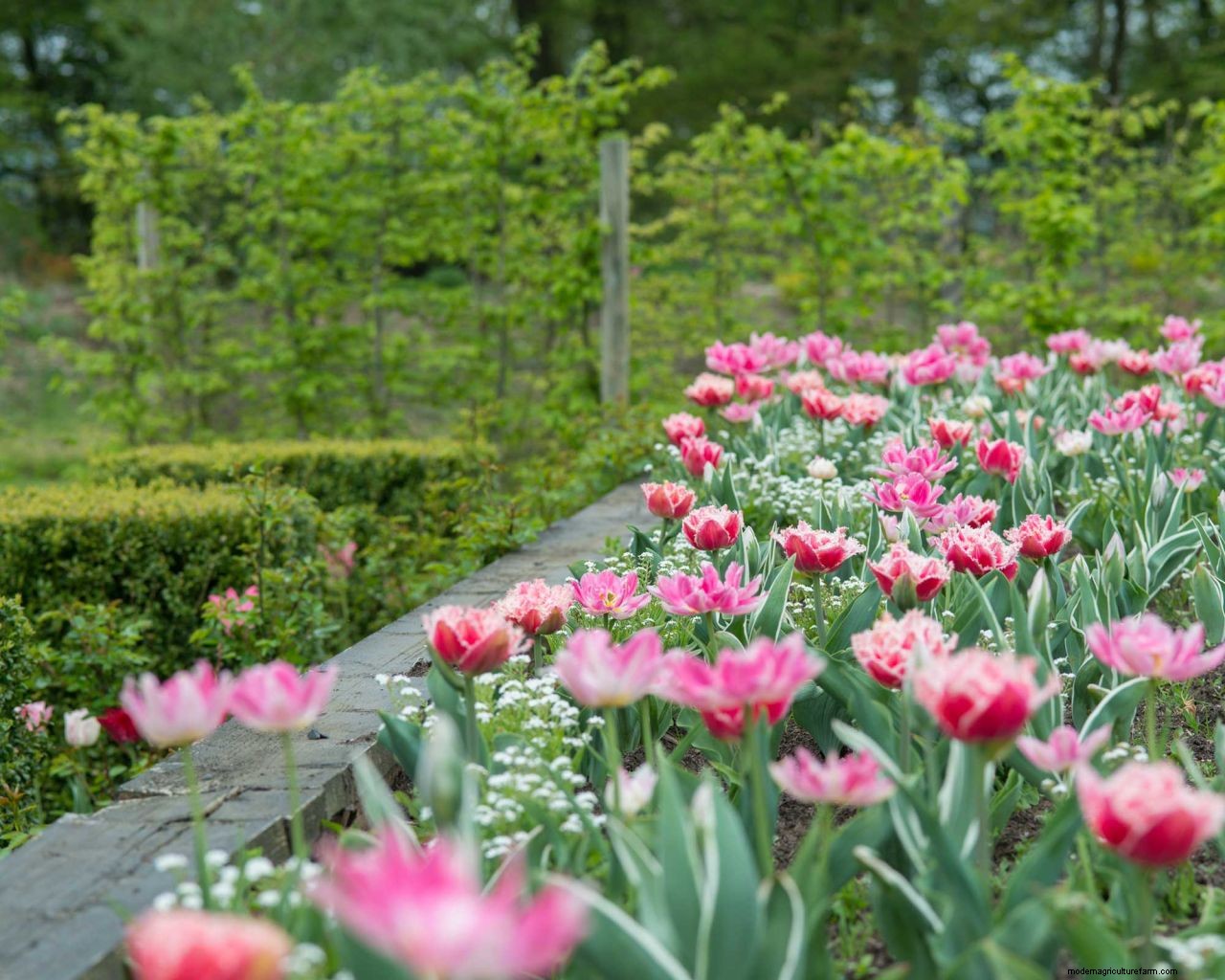 Planting bulbs for spring: a complete guide for a stunning display