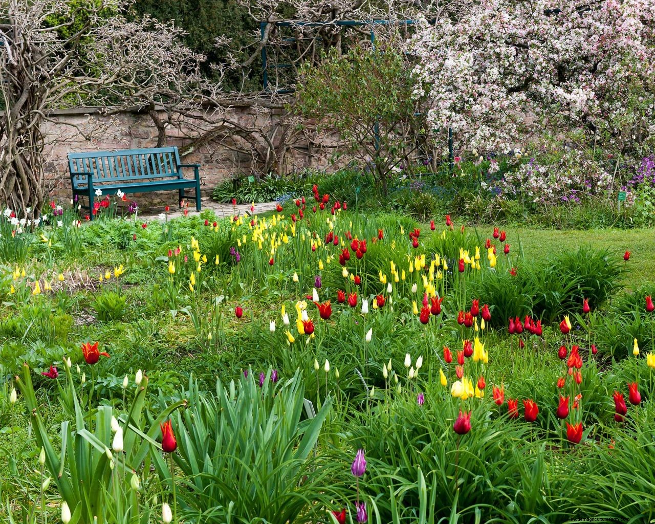 Planting bulbs for spring: a complete guide for a stunning display