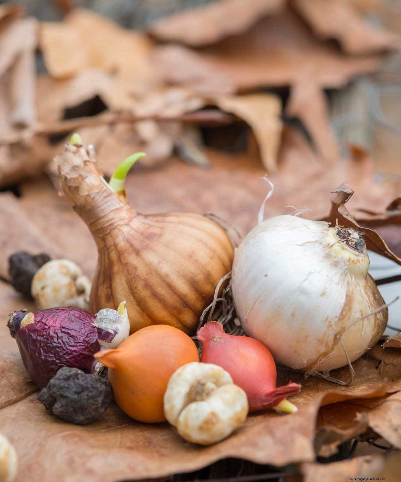 Planting bulbs for spring: a complete guide for a stunning display