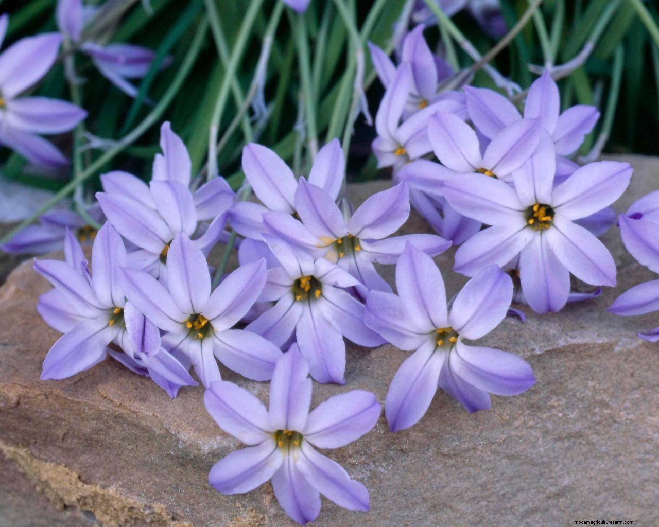 Planting bulbs for spring: a complete guide for a stunning display