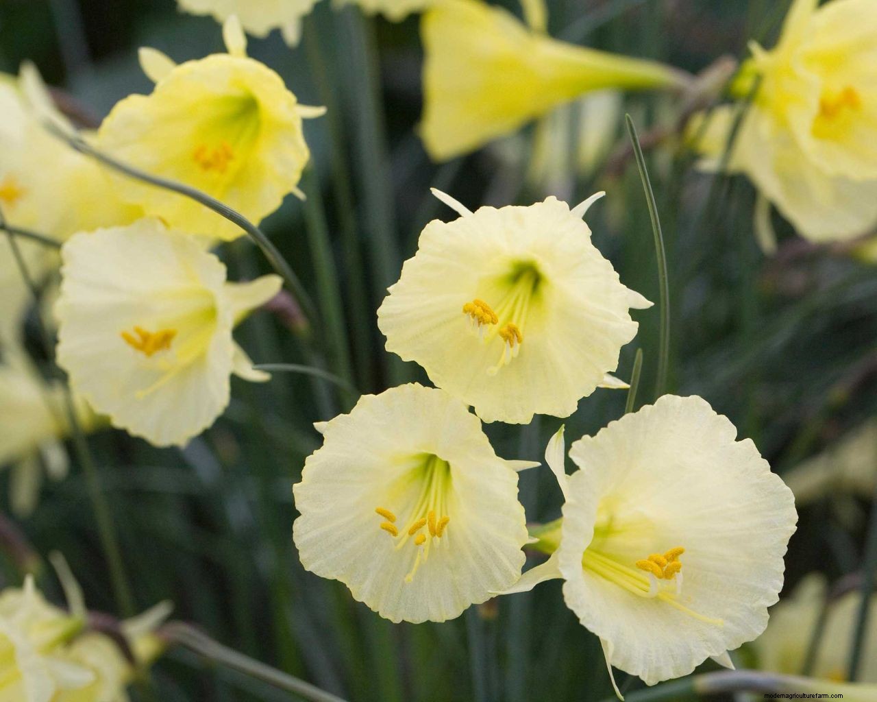 Planting bulbs for spring: a complete guide for a stunning display