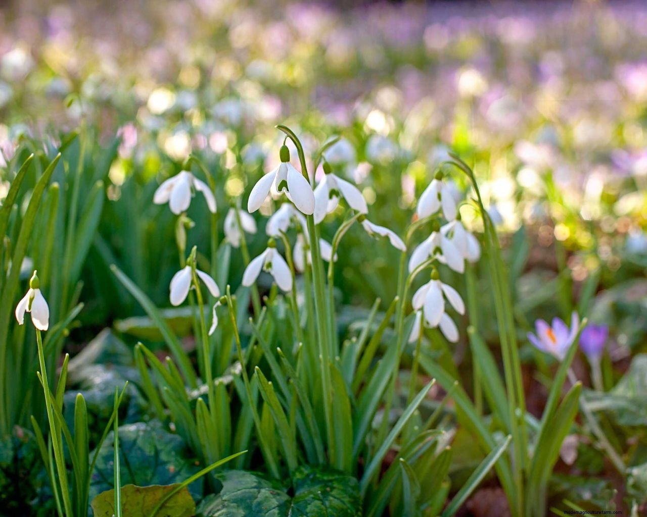 Planting bulbs for spring: a complete guide for a stunning display