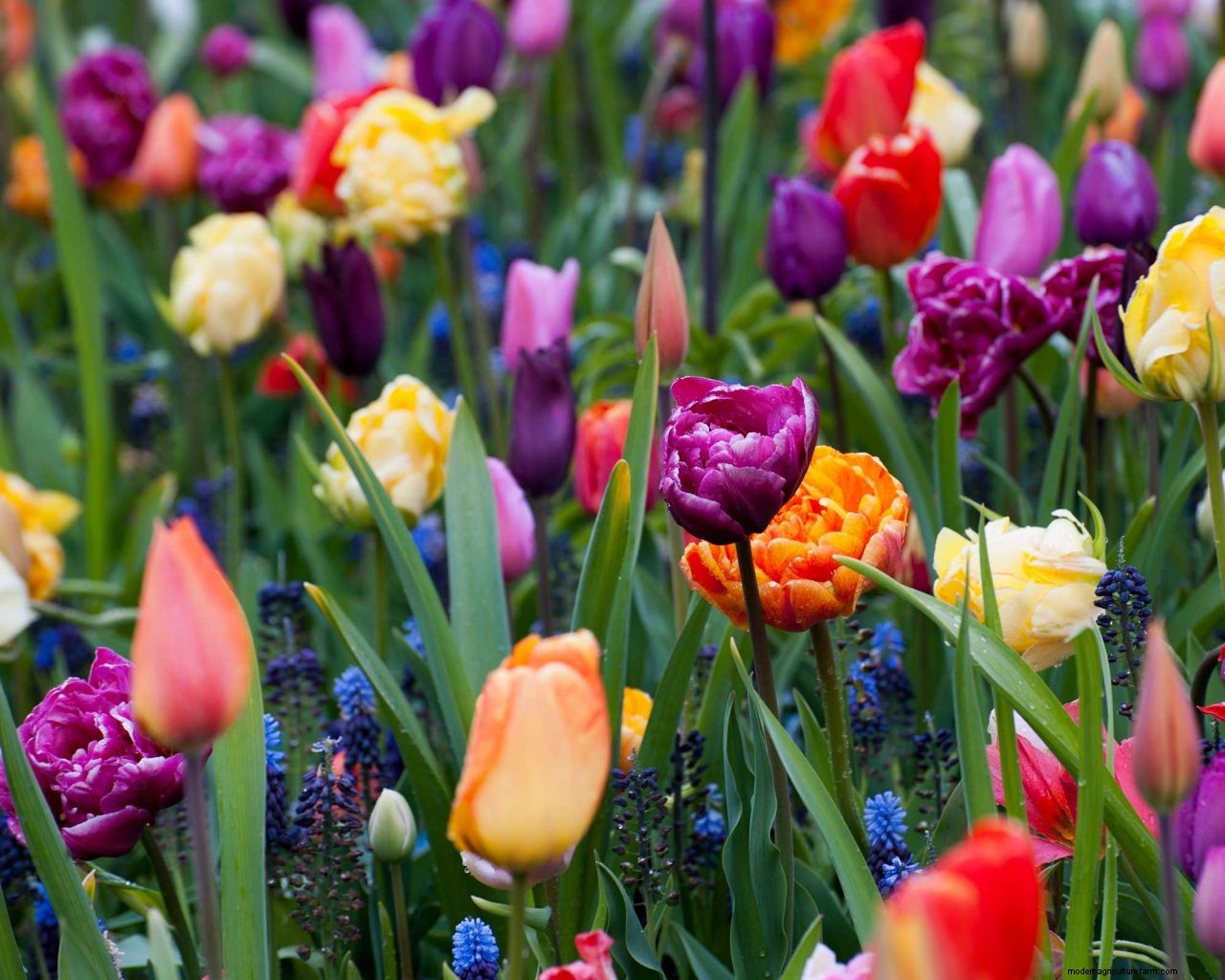 Planting bulbs for spring: a complete guide for a stunning display