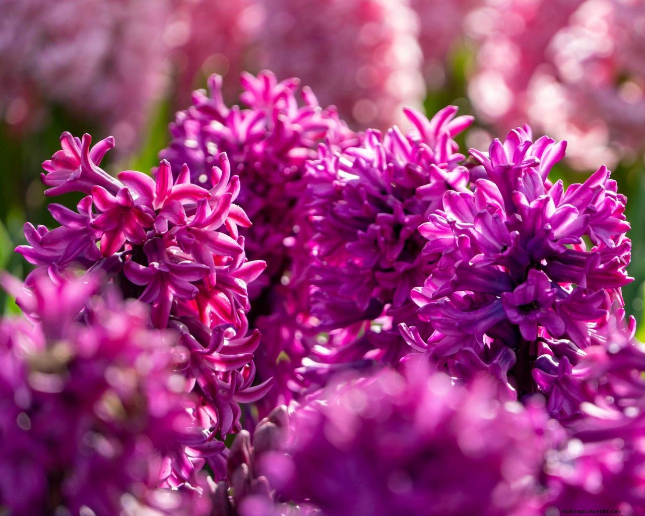 Planting bulbs for spring: a complete guide for a stunning display