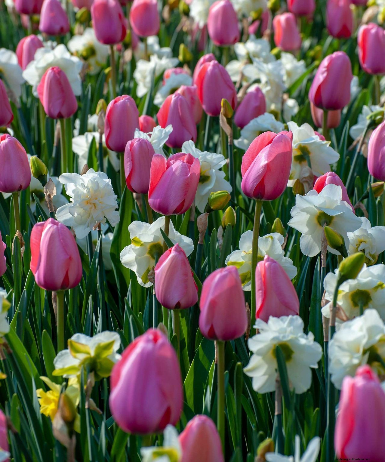 Planting bulbs for spring: a complete guide for a stunning display