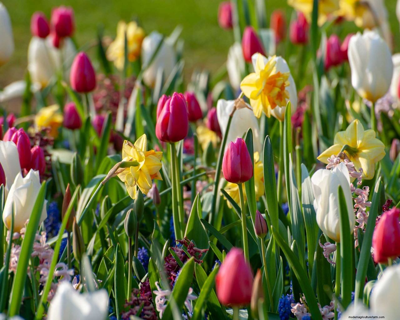 Planting bulbs for spring: a complete guide for a stunning display