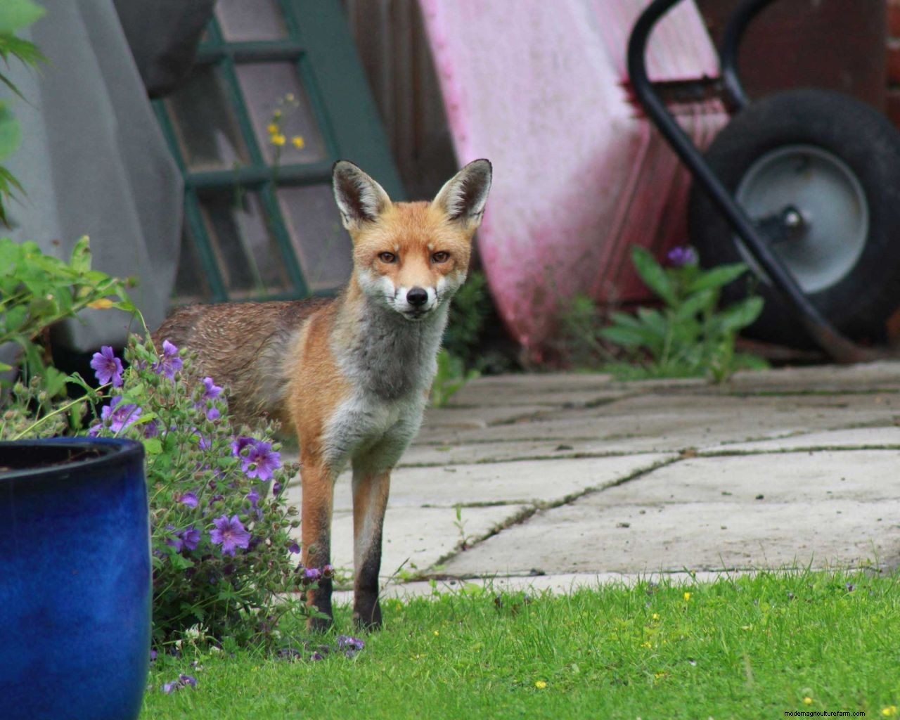 How to get rid of foxes: simple ways to keep them out of your yard