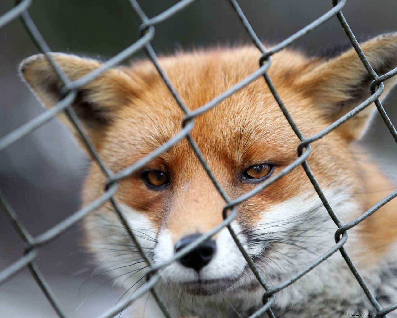 How to get rid of foxes: simple ways to keep them out of your yard