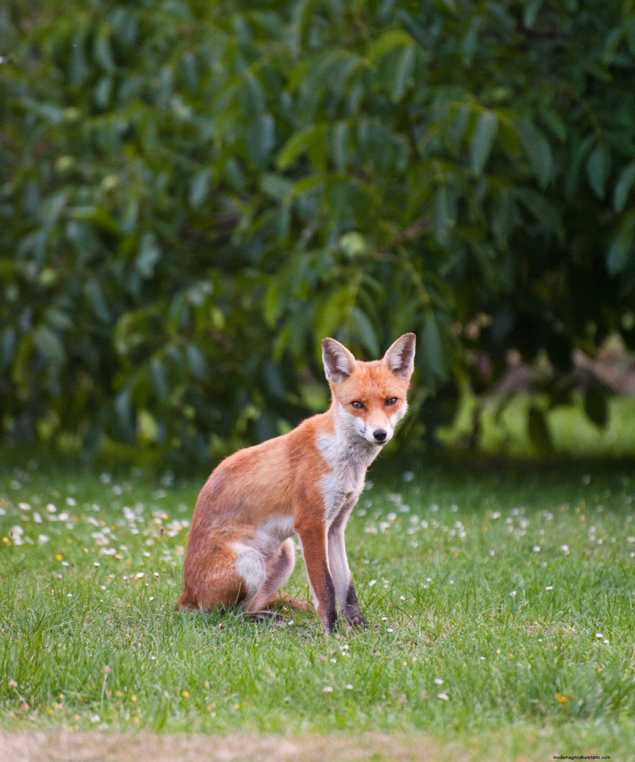 How to get rid of foxes: simple ways to keep them out of your yard