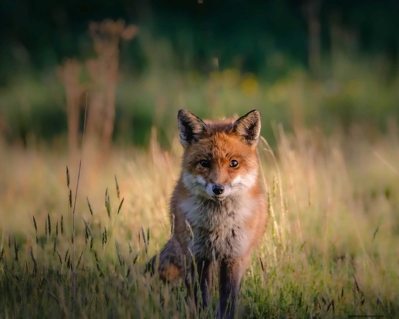 How to get rid of foxes: simple ways to keep them out of your yard
