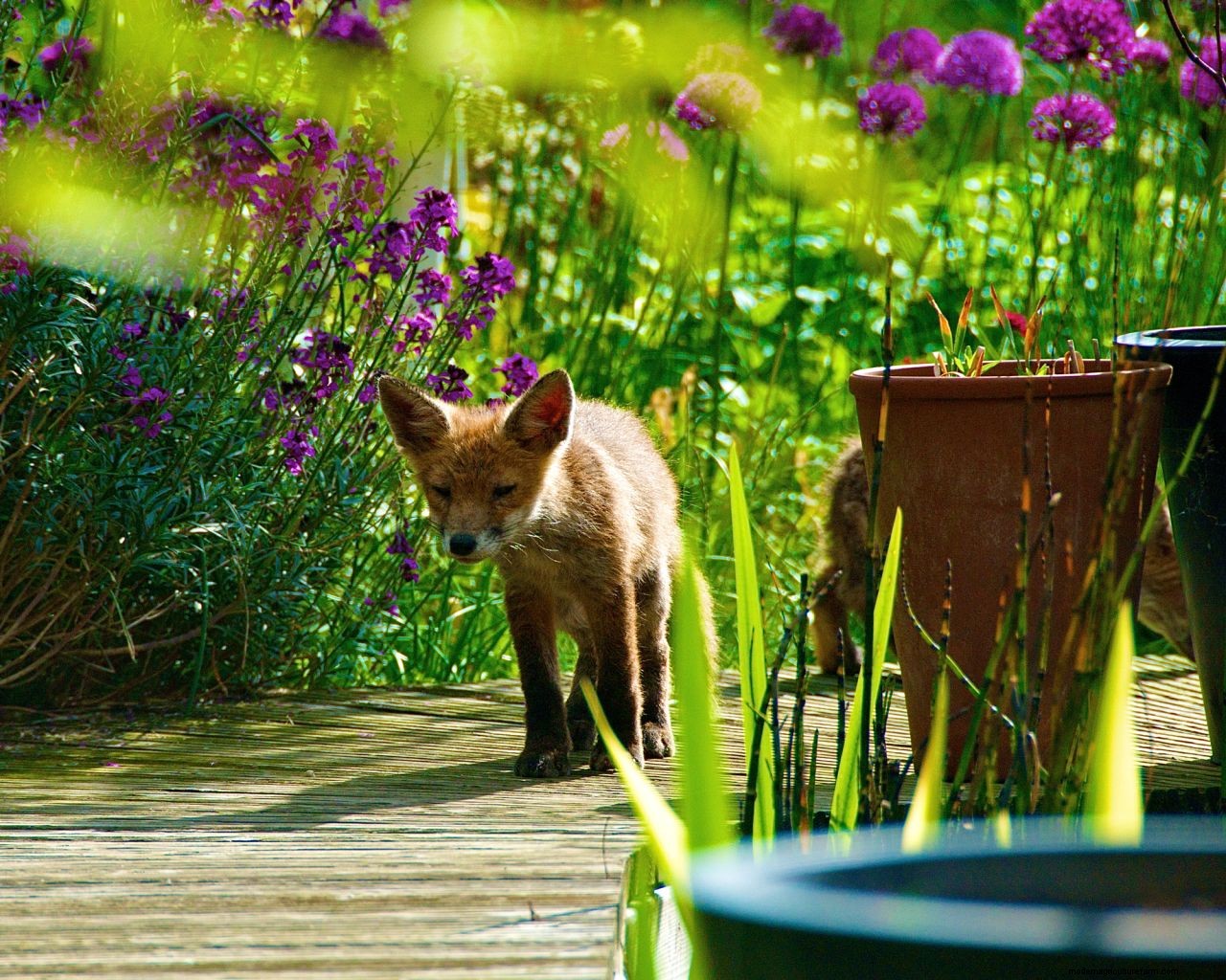How to get rid of foxes: simple ways to keep them out of your yard