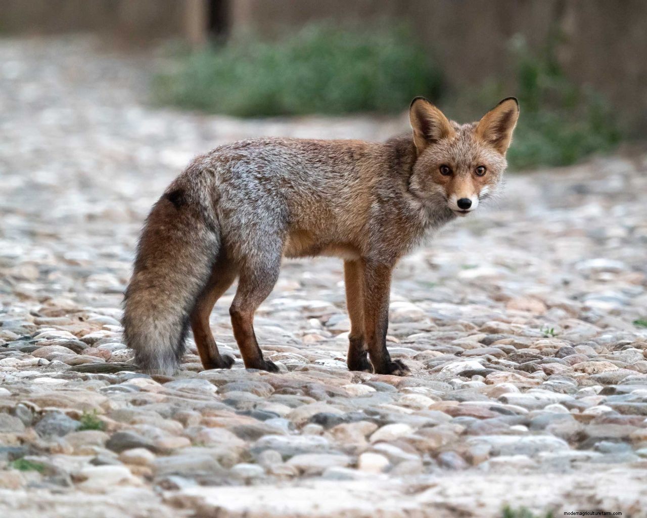 How to get rid of foxes: simple ways to keep them out of your yard