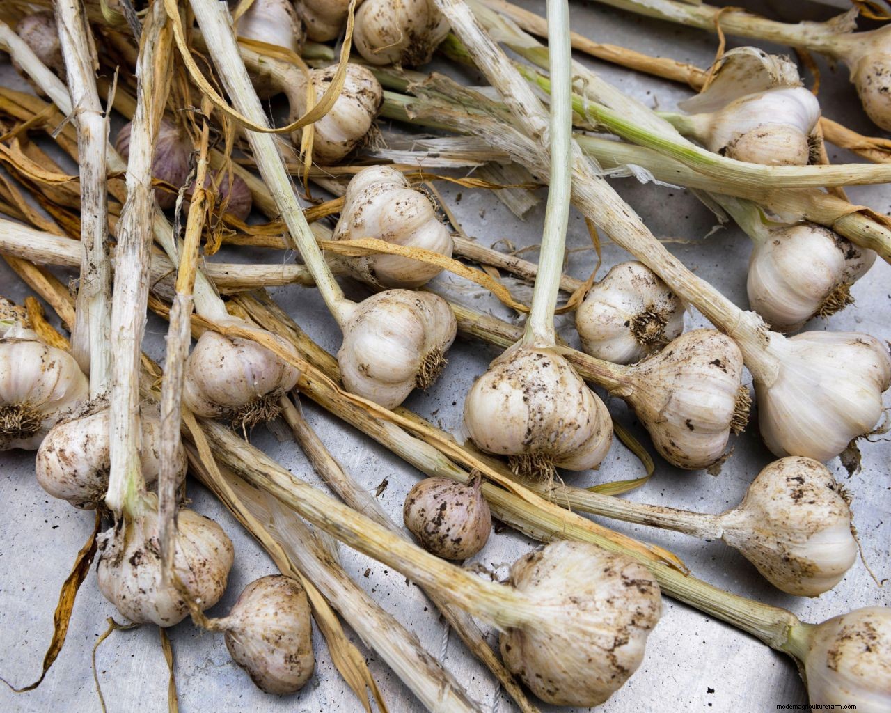 Plaiting garlic: expert advice for mastering the traditional technique