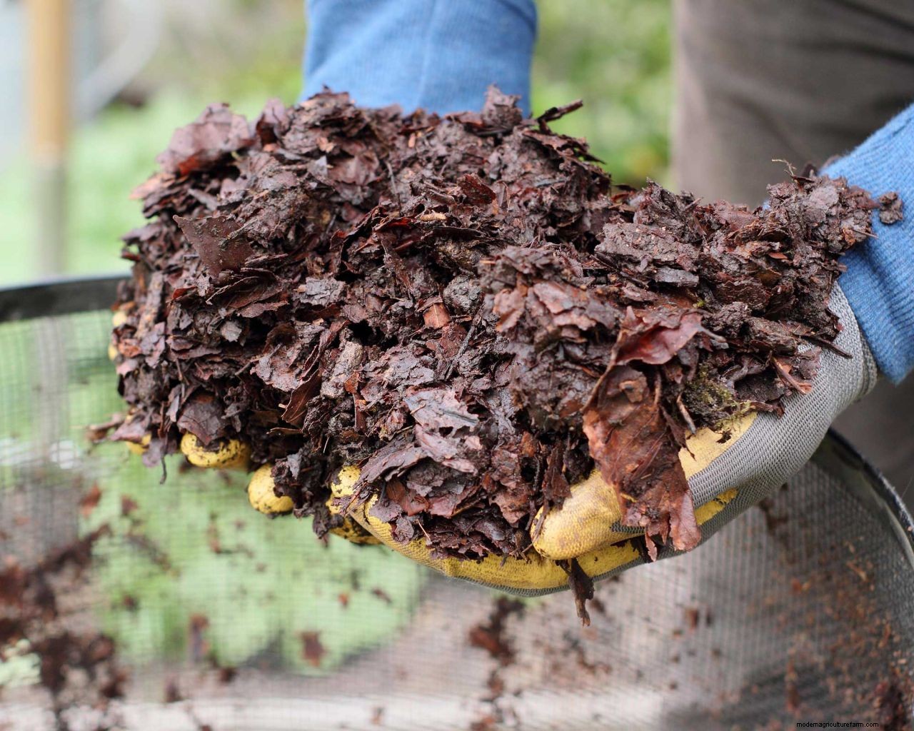 How to make leaf mould: top tips for turning autumn leaves into a garden asset