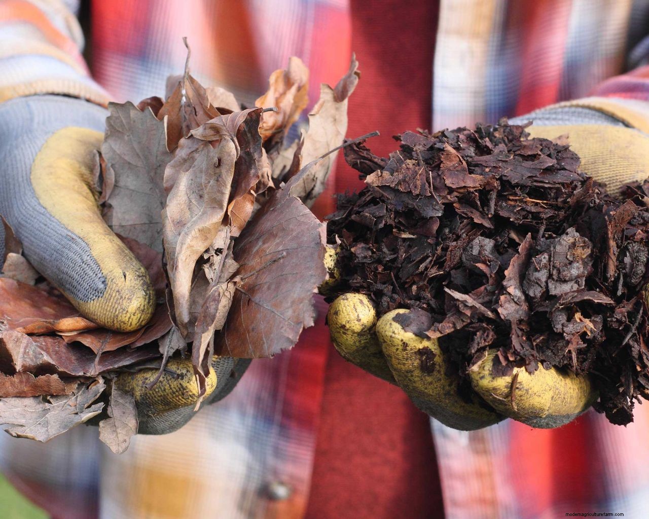How to make leaf mould: top tips for turning autumn leaves into a garden asset