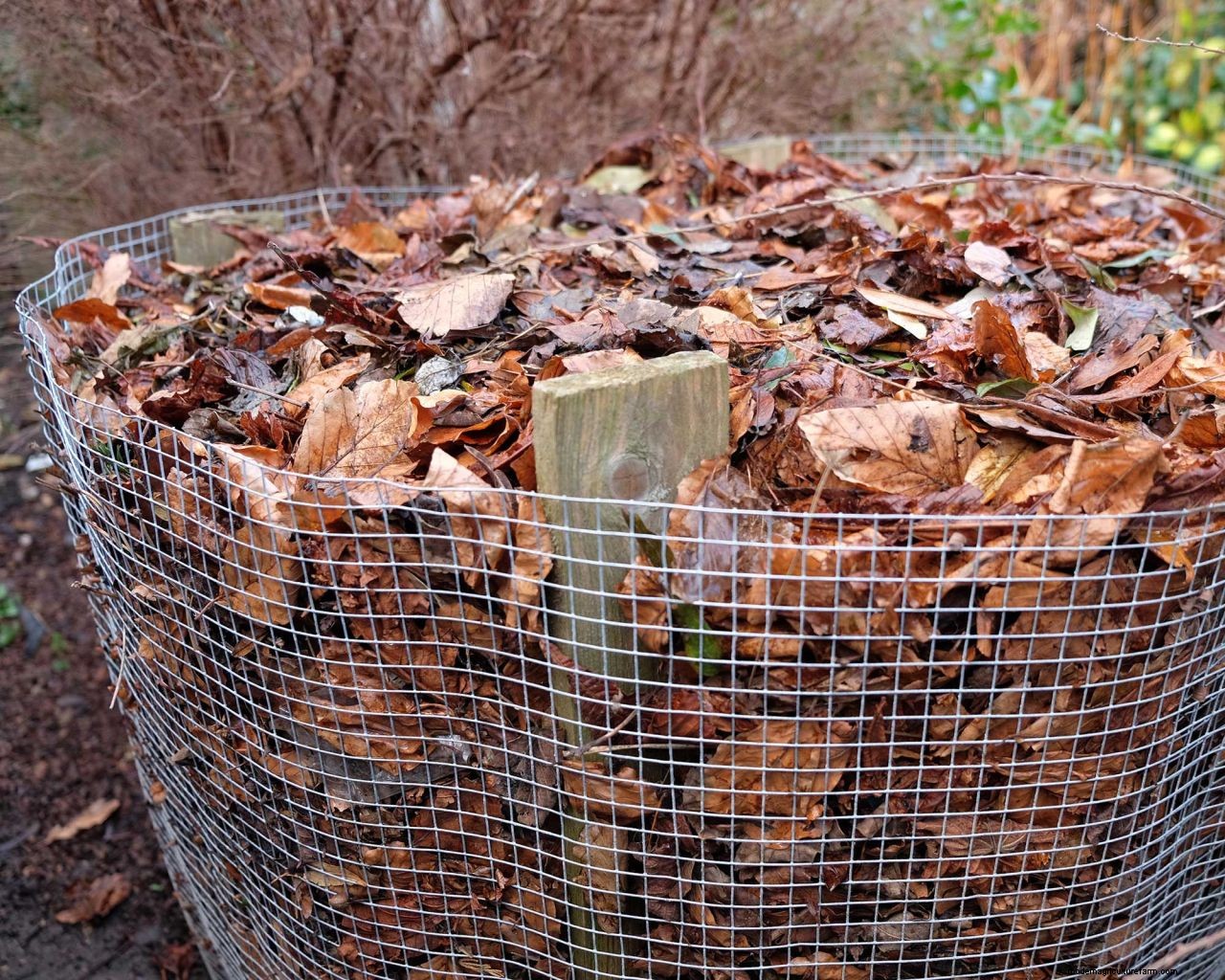 How to make leaf mould: top tips for turning autumn leaves into a garden asset