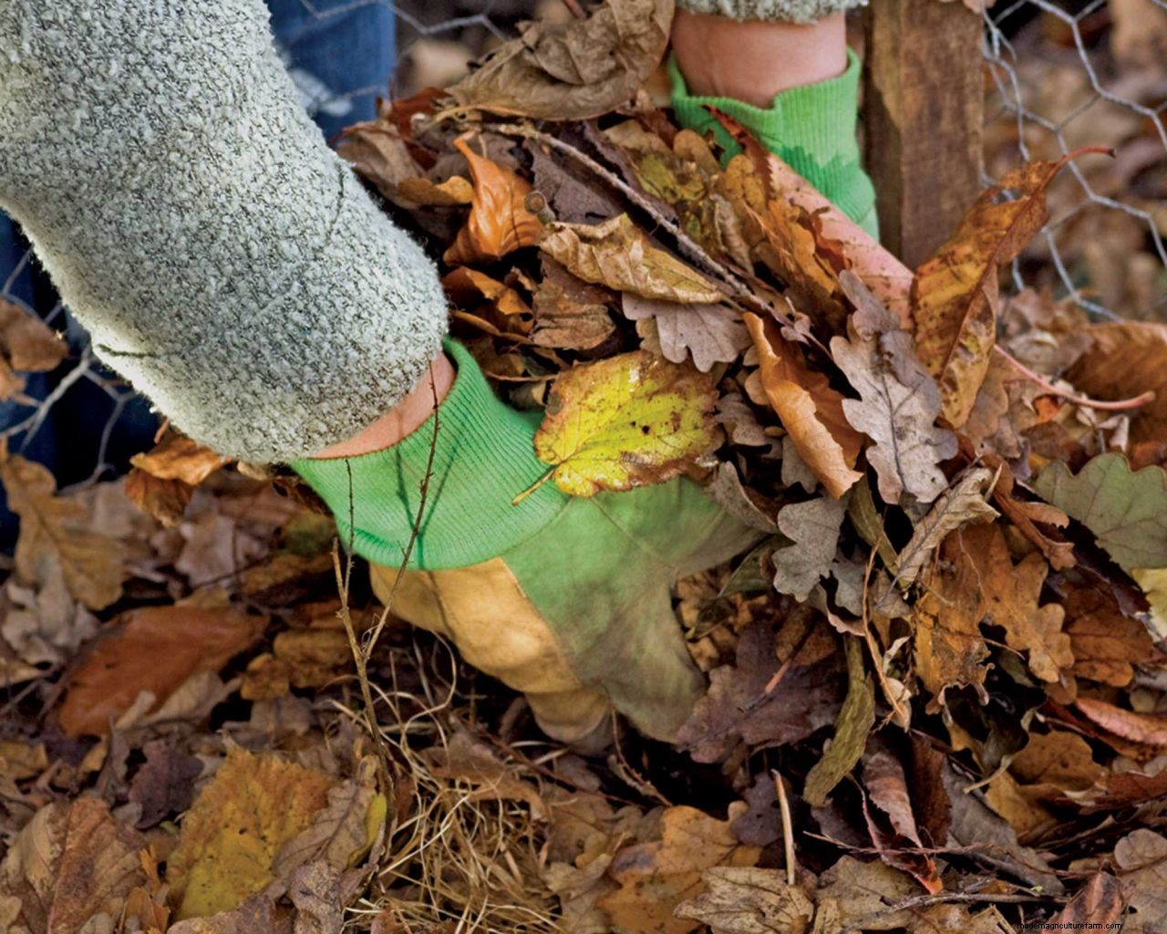 How to make leaf mould: top tips for turning autumn leaves into a garden asset