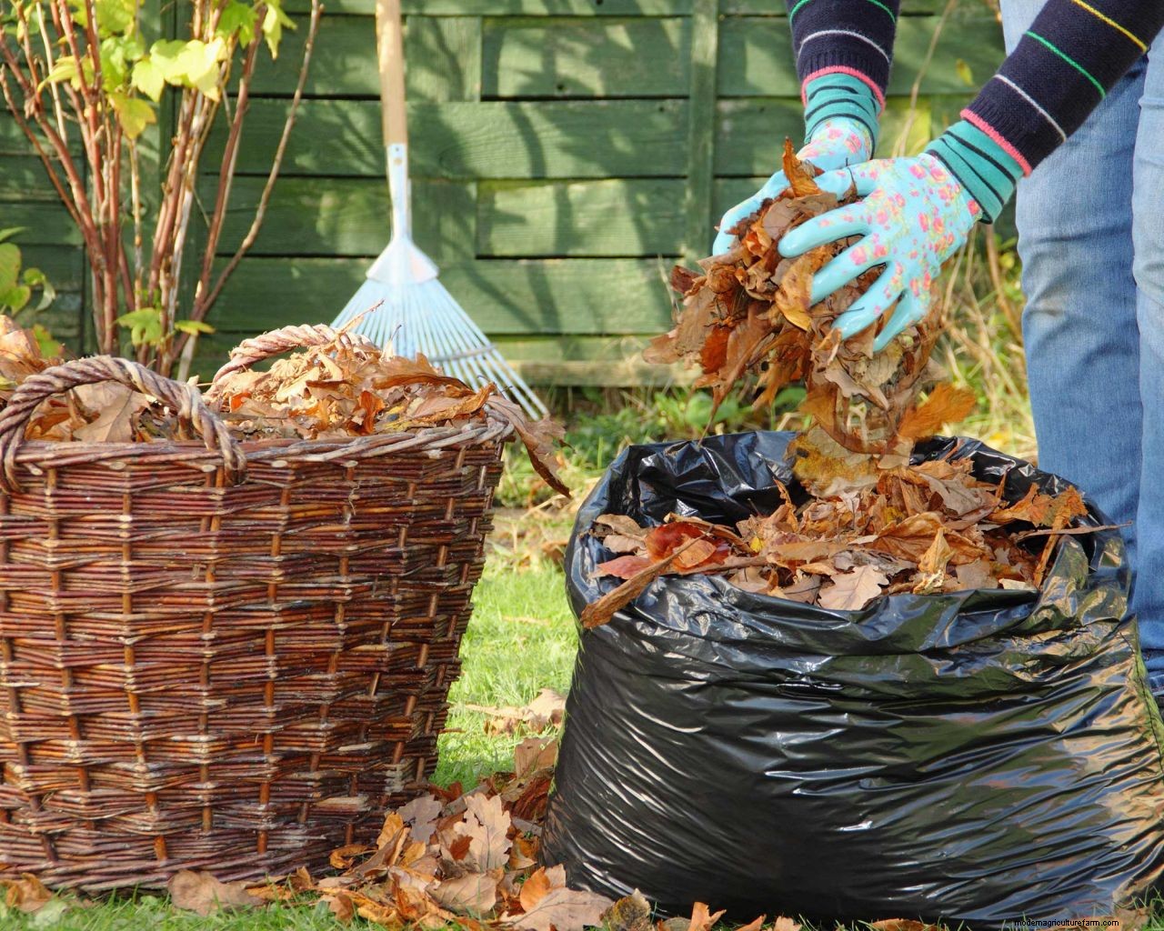 How to make leaf mould: top tips for turning autumn leaves into a garden asset