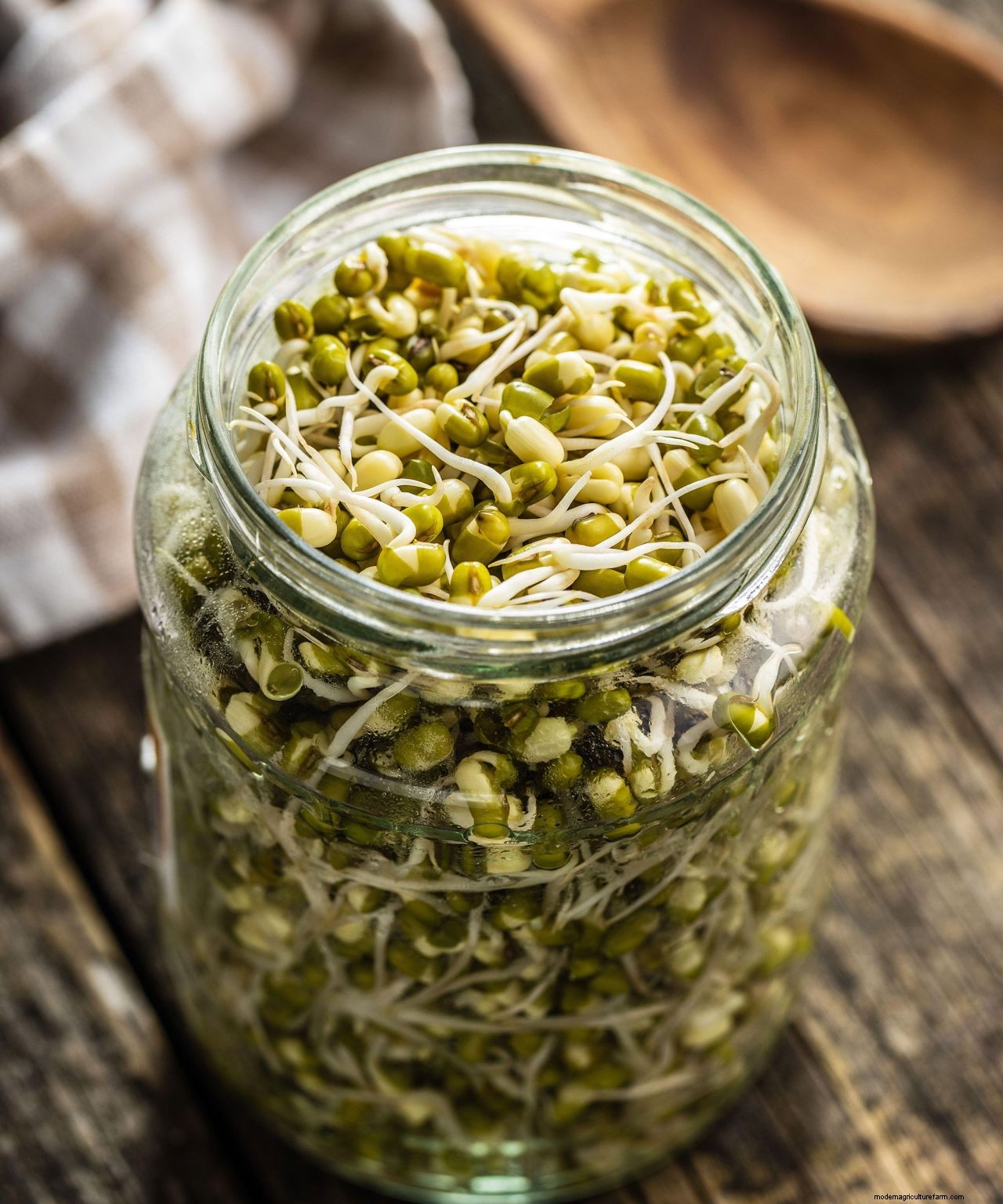 How to grow bean sprouts: simple tips for growing them at home