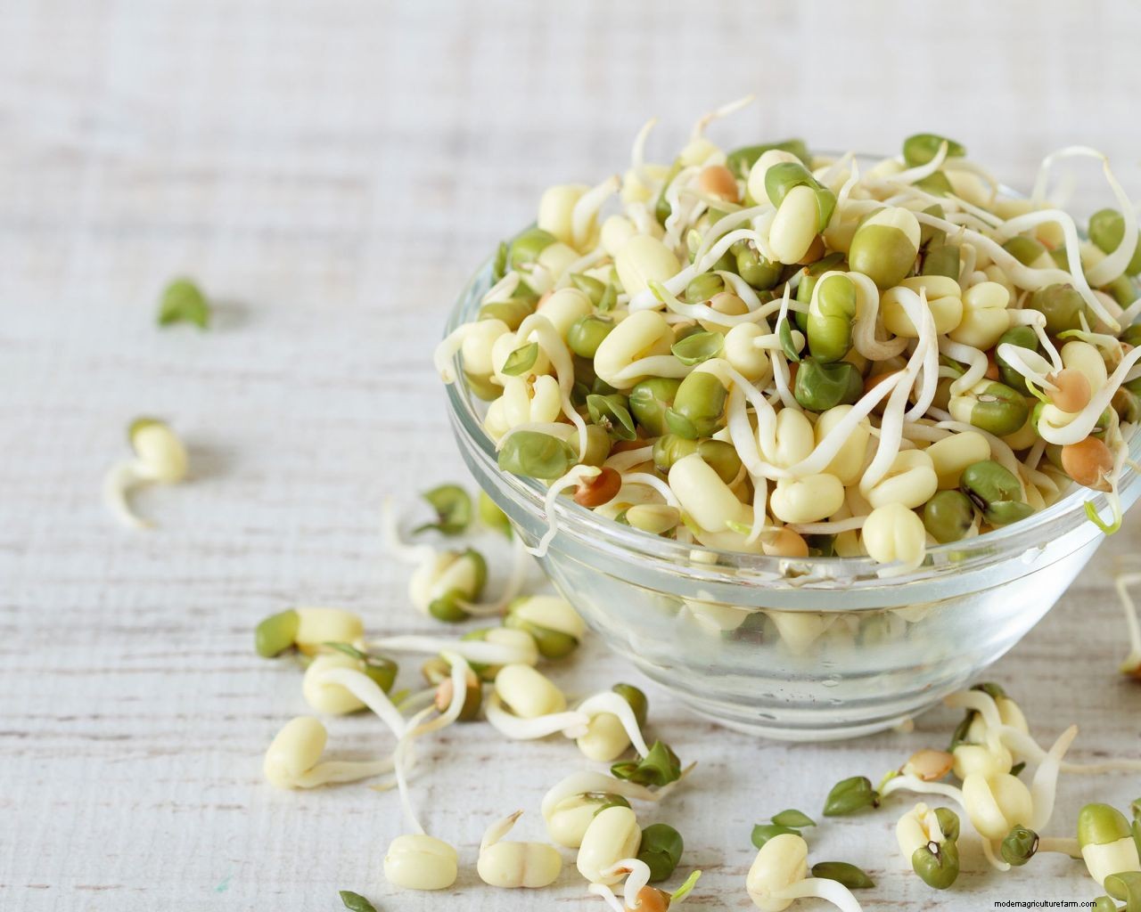 How to grow bean sprouts: simple tips for growing them at home