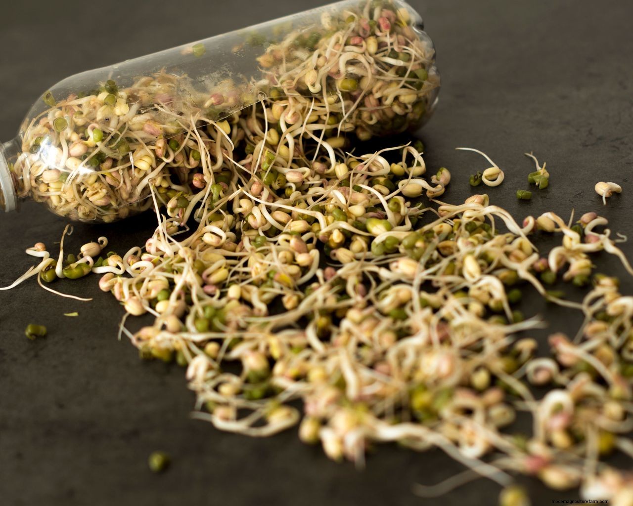 How to grow bean sprouts: simple tips for growing them at home