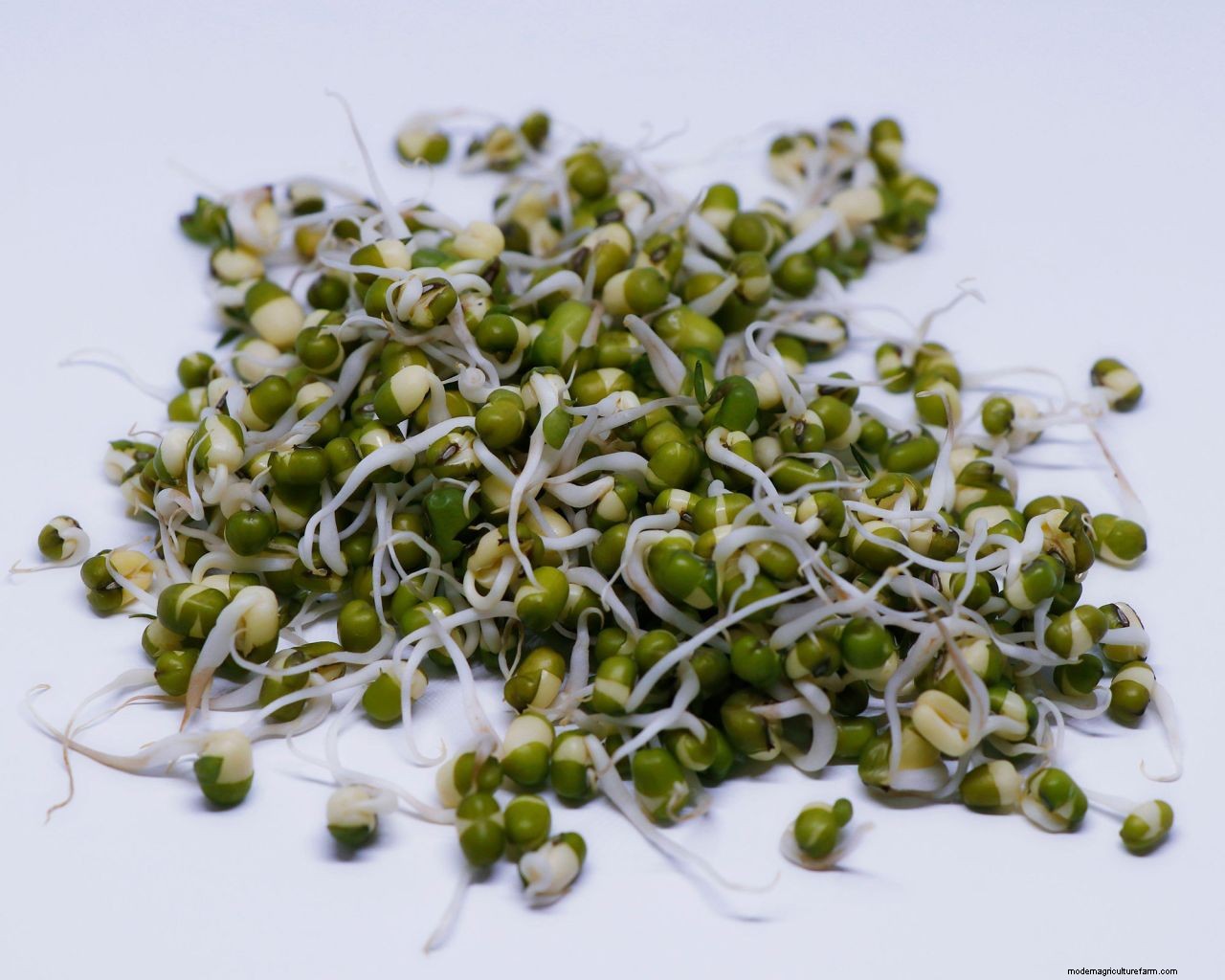 How to grow bean sprouts: simple tips for growing them at home