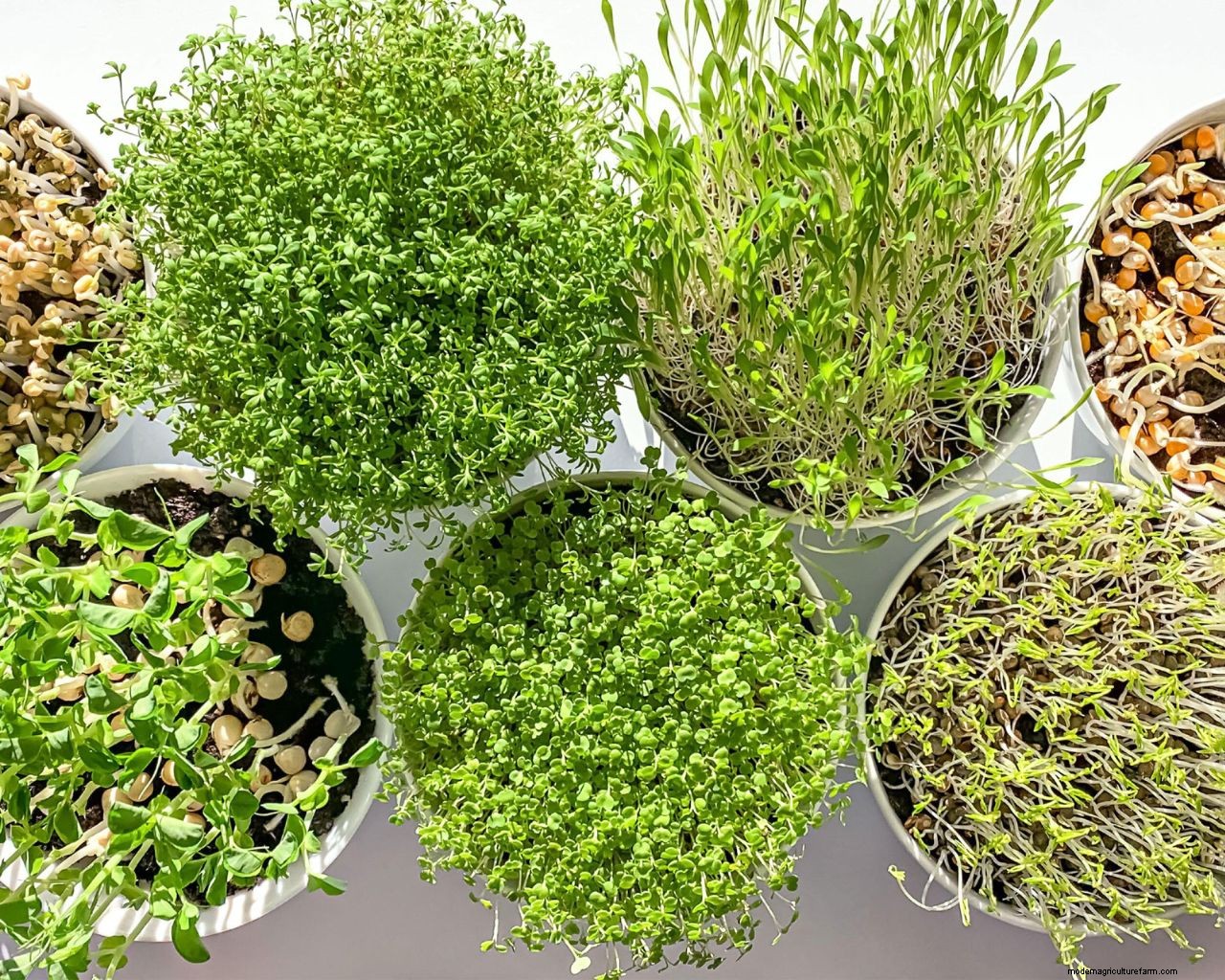 How to grow bean sprouts: simple tips for growing them at home