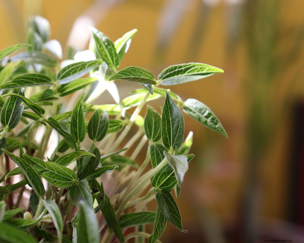 How to grow bean sprouts: simple tips for growing them at home