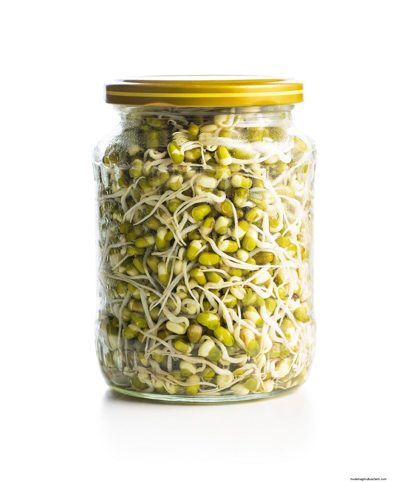 How to grow bean sprouts: simple tips for growing them at home