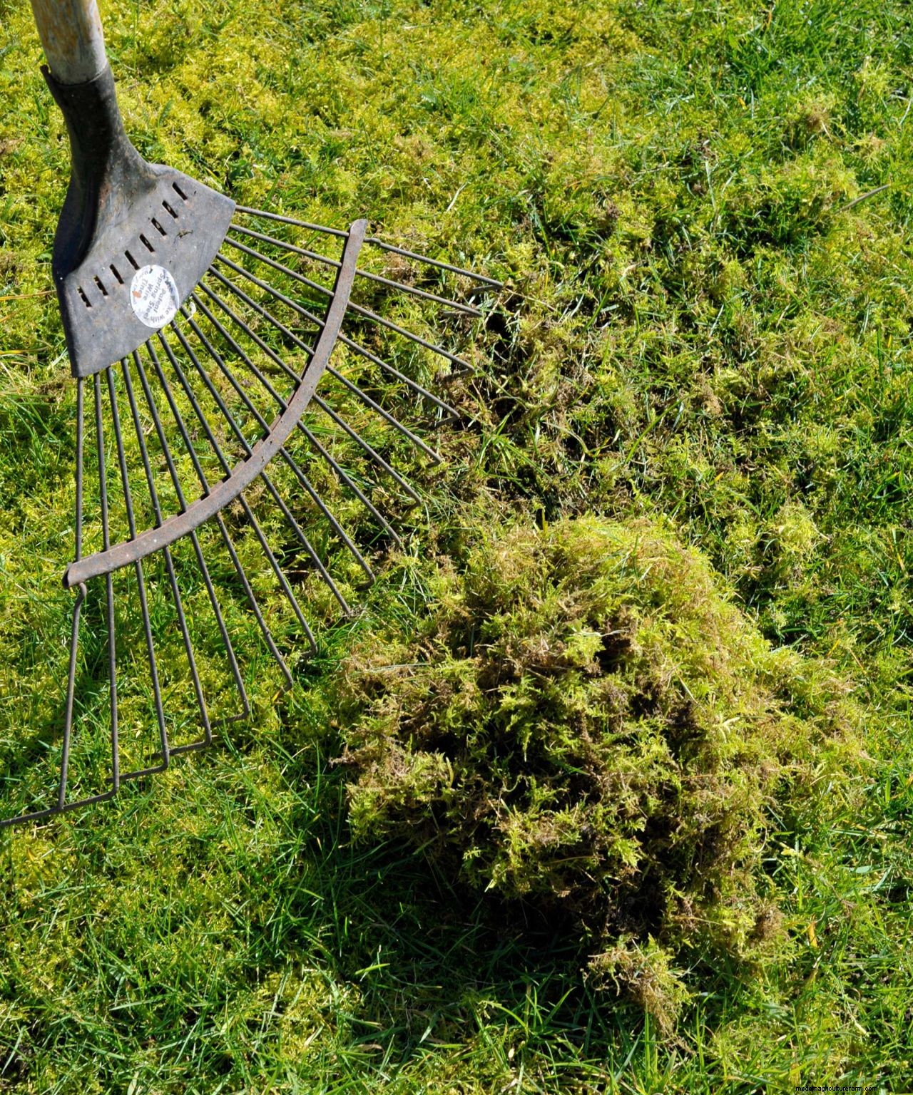 How to scarify a lawn: simple steps to give your grass a boost