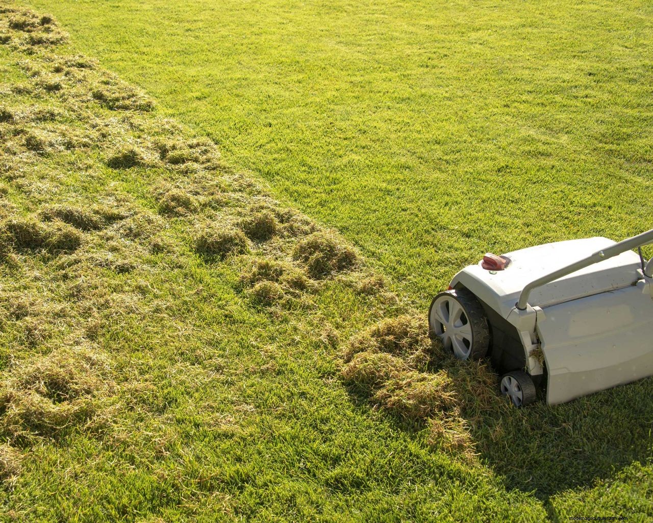 How to scarify a lawn: simple steps to give your grass a boost