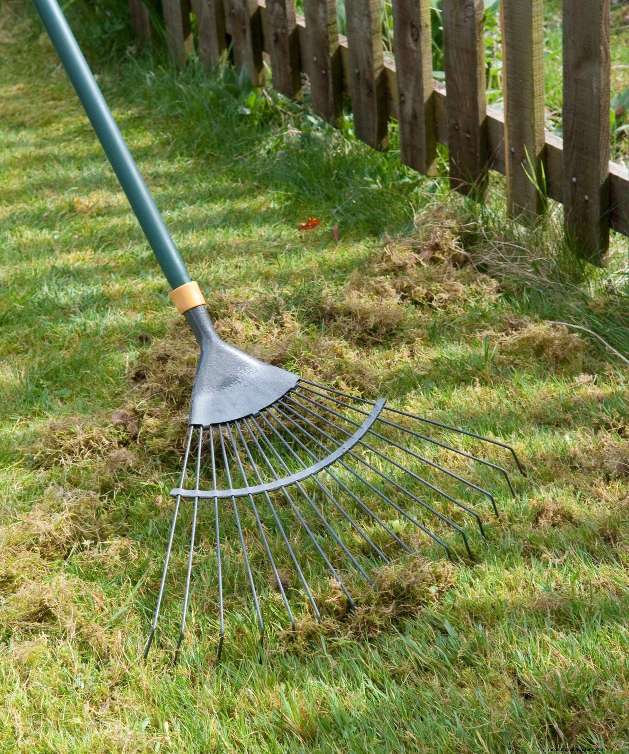 How to scarify a lawn: simple steps to give your grass a boost
