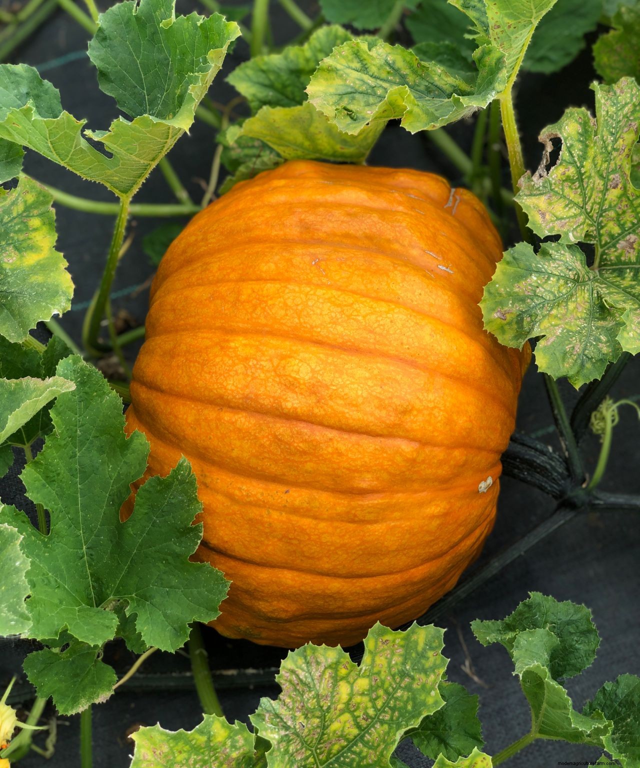 Growing giant pumpkins: how to have success with the biggest varieties
