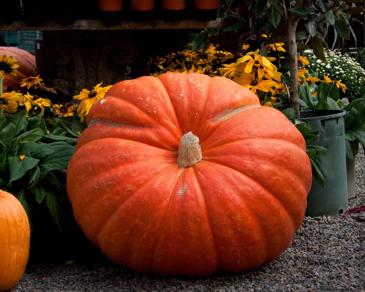 Growing giant pumpkins: how to have success with the biggest varieties