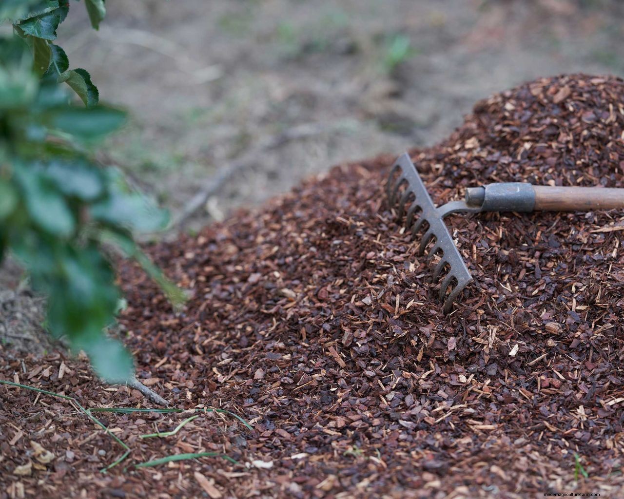 Compost vs mulch: whats the difference and which is best?