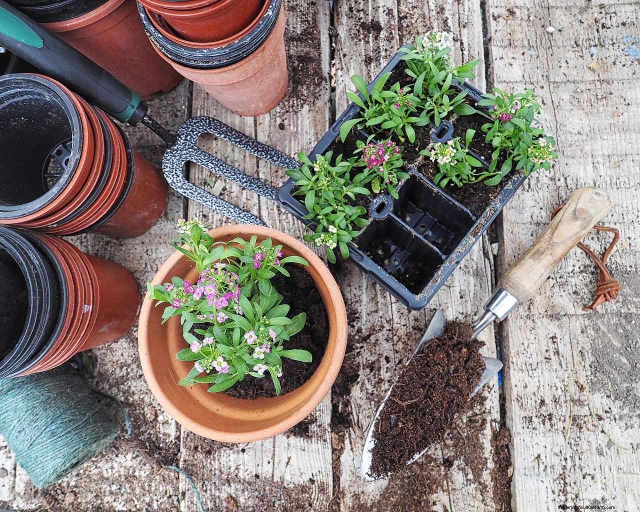 Compost vs mulch: whats the difference and which is best?