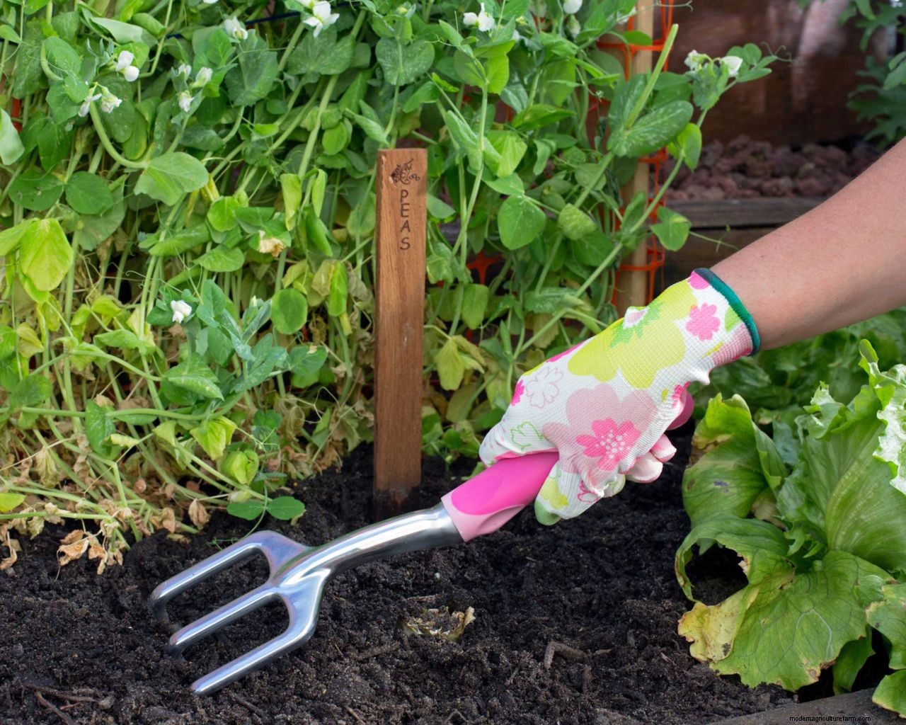 Compost vs mulch: whats the difference and which is best?