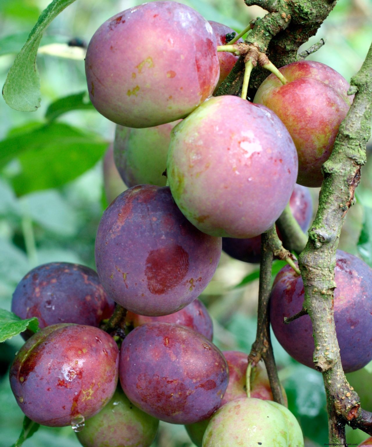 How to grow plums: tips on planting, growing and caring for plum trees