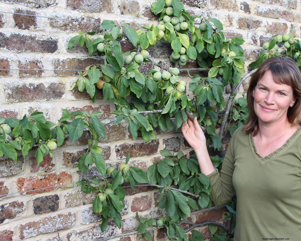 How to grow plums: tips on planting, growing and caring for plum trees