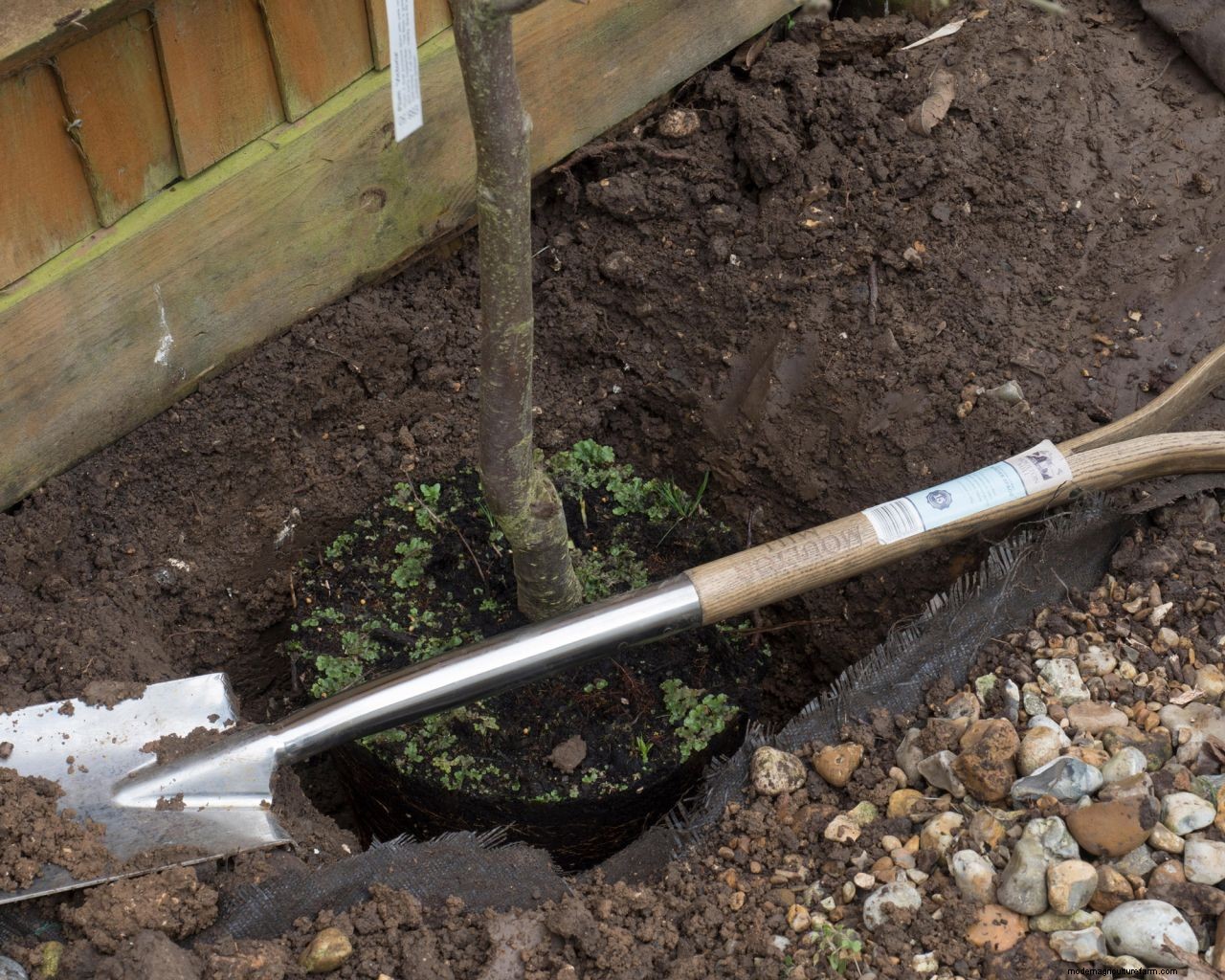 How to grow plums: tips on planting, growing and caring for plum trees