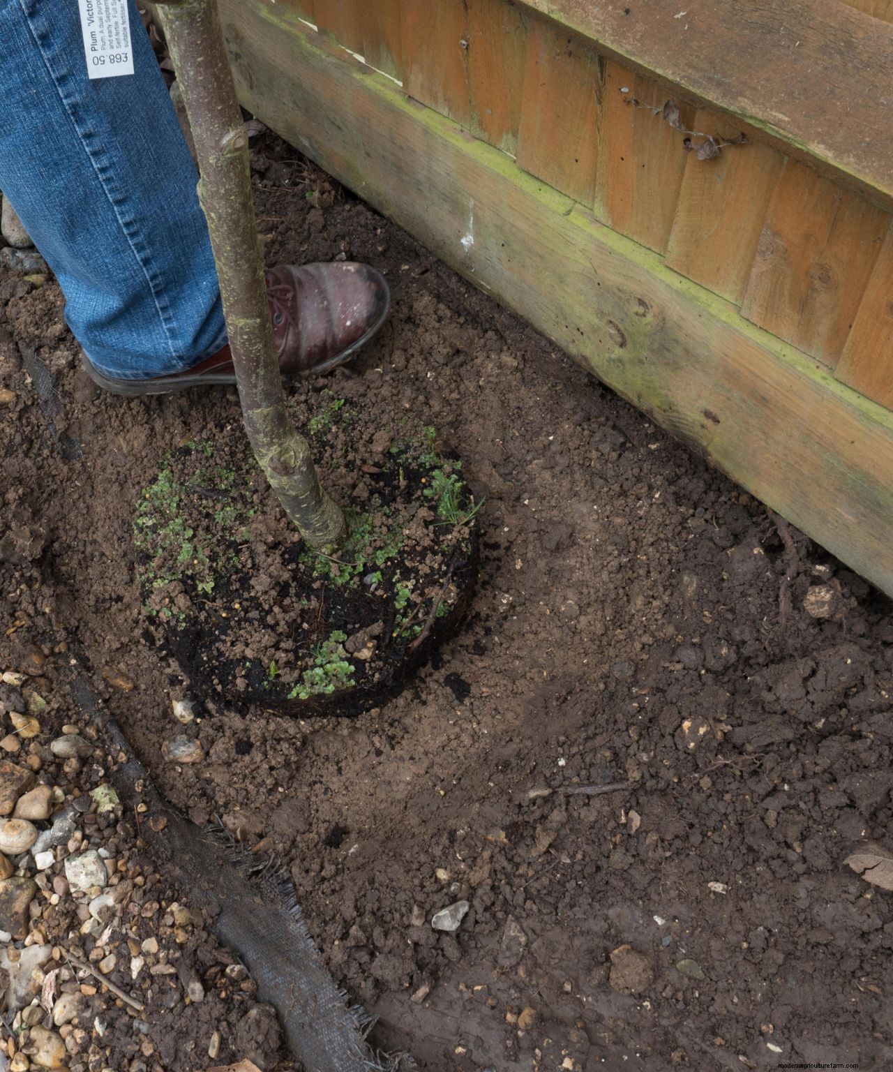How to grow plums: tips on planting, growing and caring for plum trees