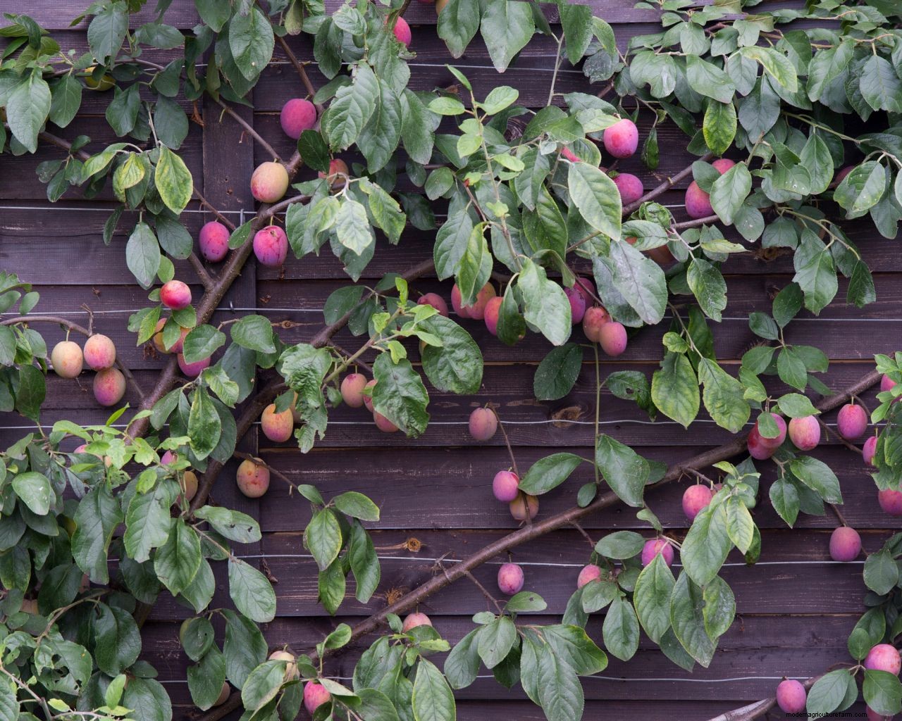 How to grow plums: tips on planting, growing and caring for plum trees